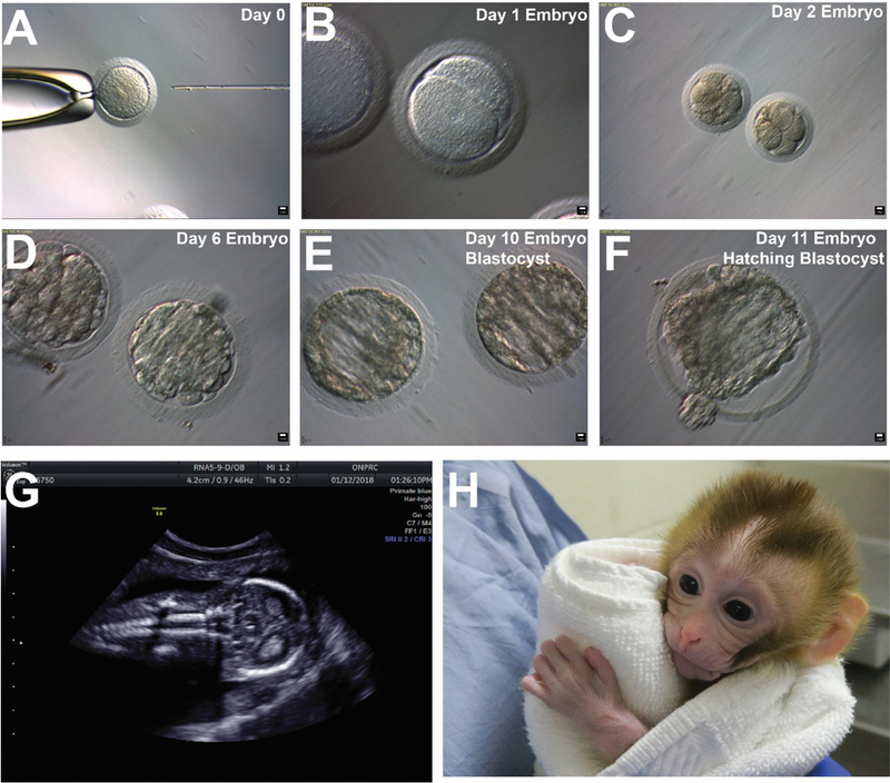 Figure 6: