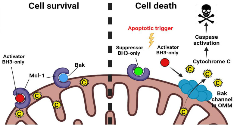 Figure 2.