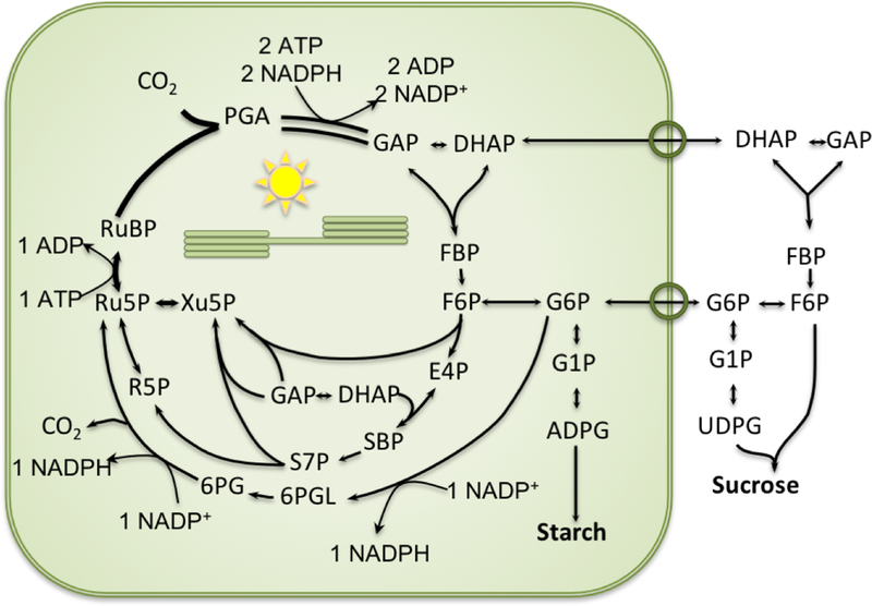 Fig 7.