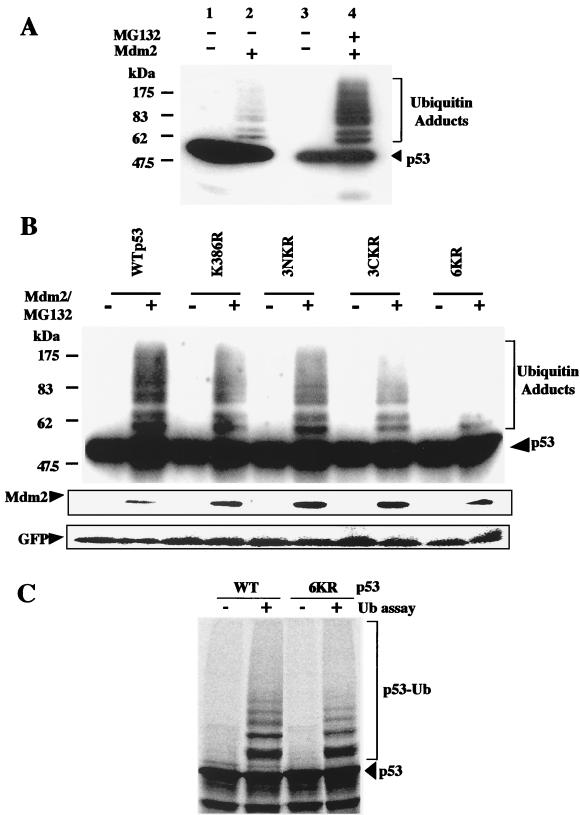 FIG. 6