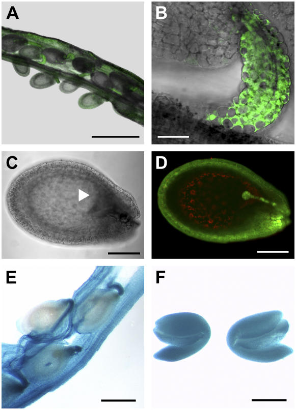 Figure 6.