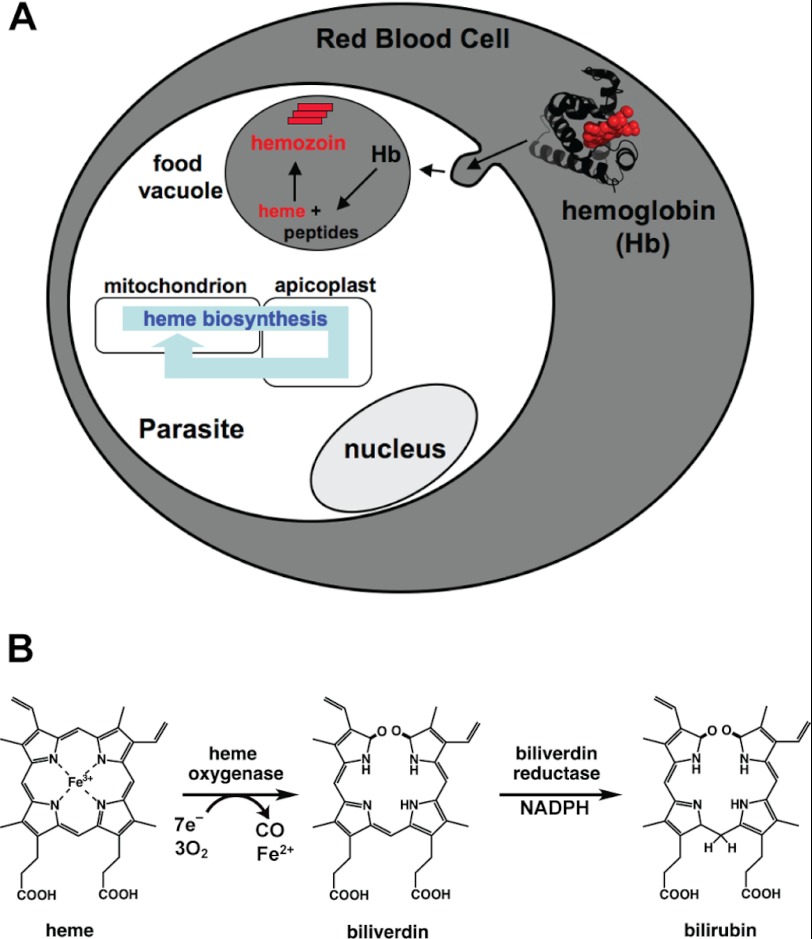 FIGURE 1.