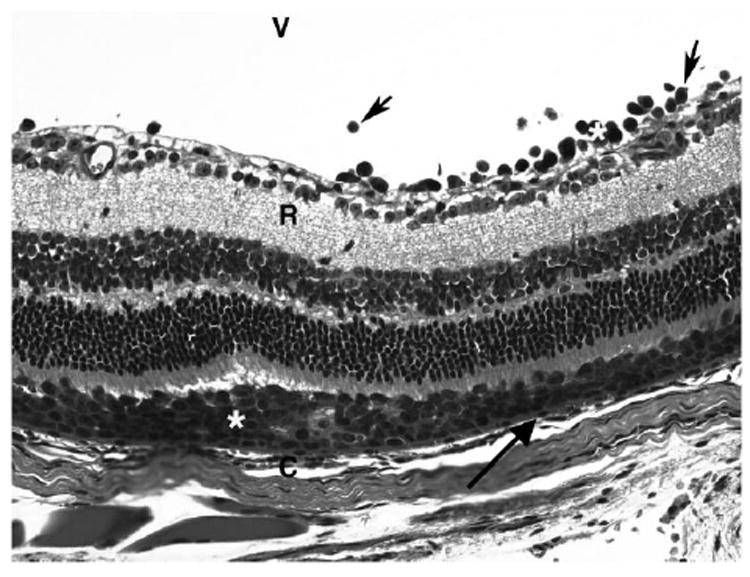 FIGURE 2