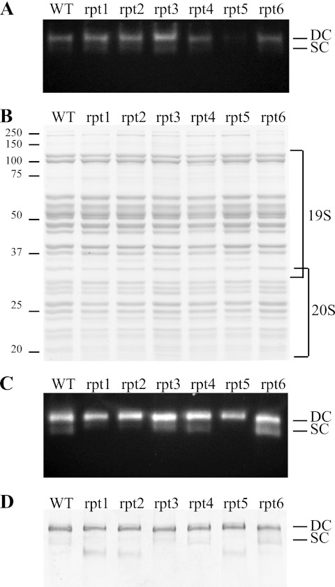 FIGURE 3.