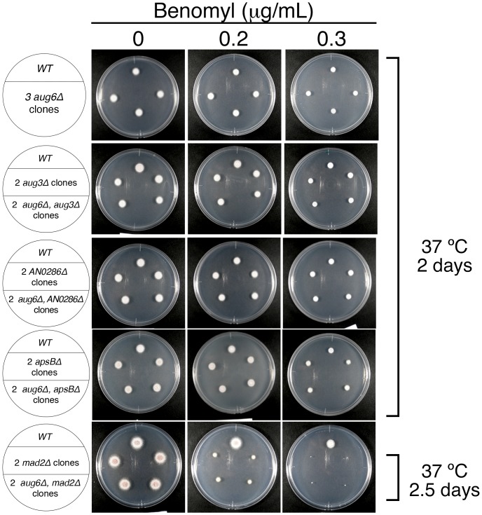 Figure 5