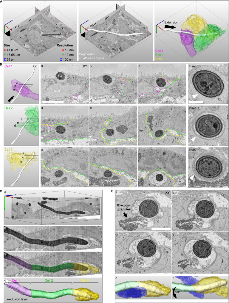 Fig. 4