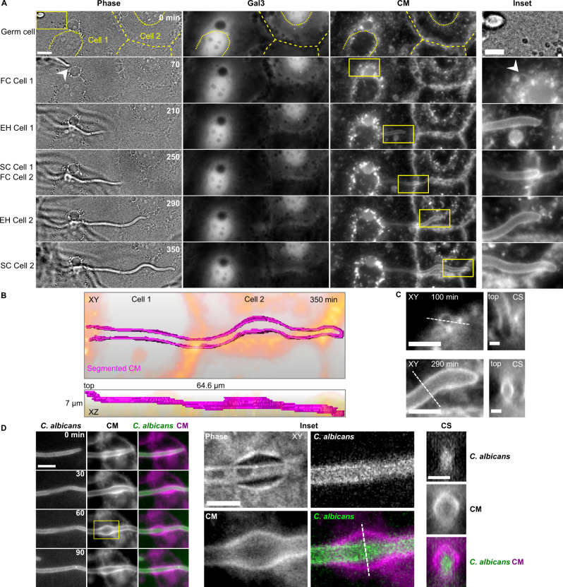 Fig. 3