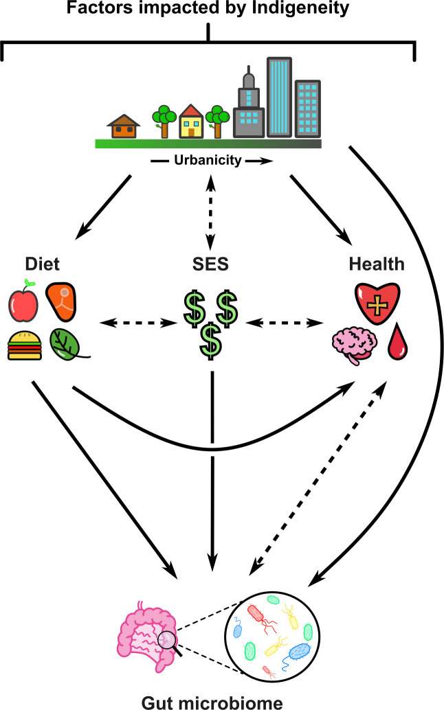 The diagram shows factors impacted by Indigeneity, such as urbanicity, diet, socioeconomic status, and health, which influence the gut microbiome. Urbanicity affects socioeconomic status, thus impacting diet, health, and the gut microbiome.