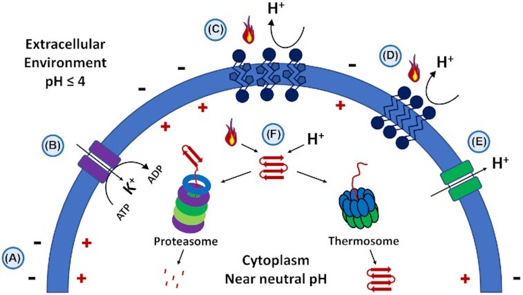 Figure 12.