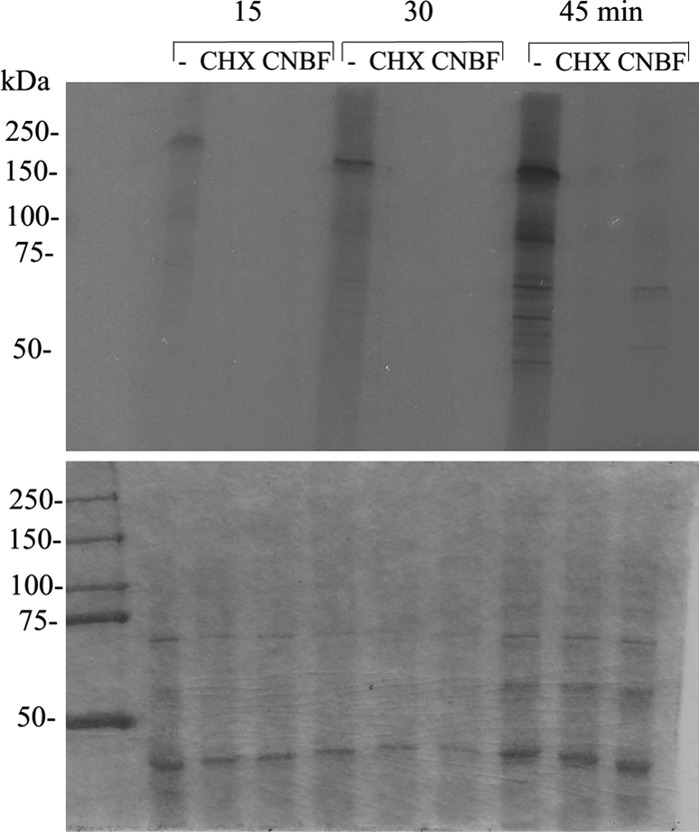 FIG 3