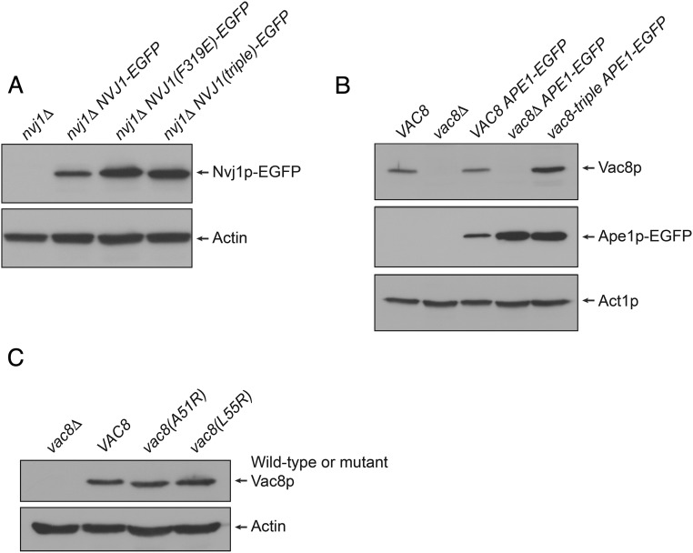 Fig. S4.