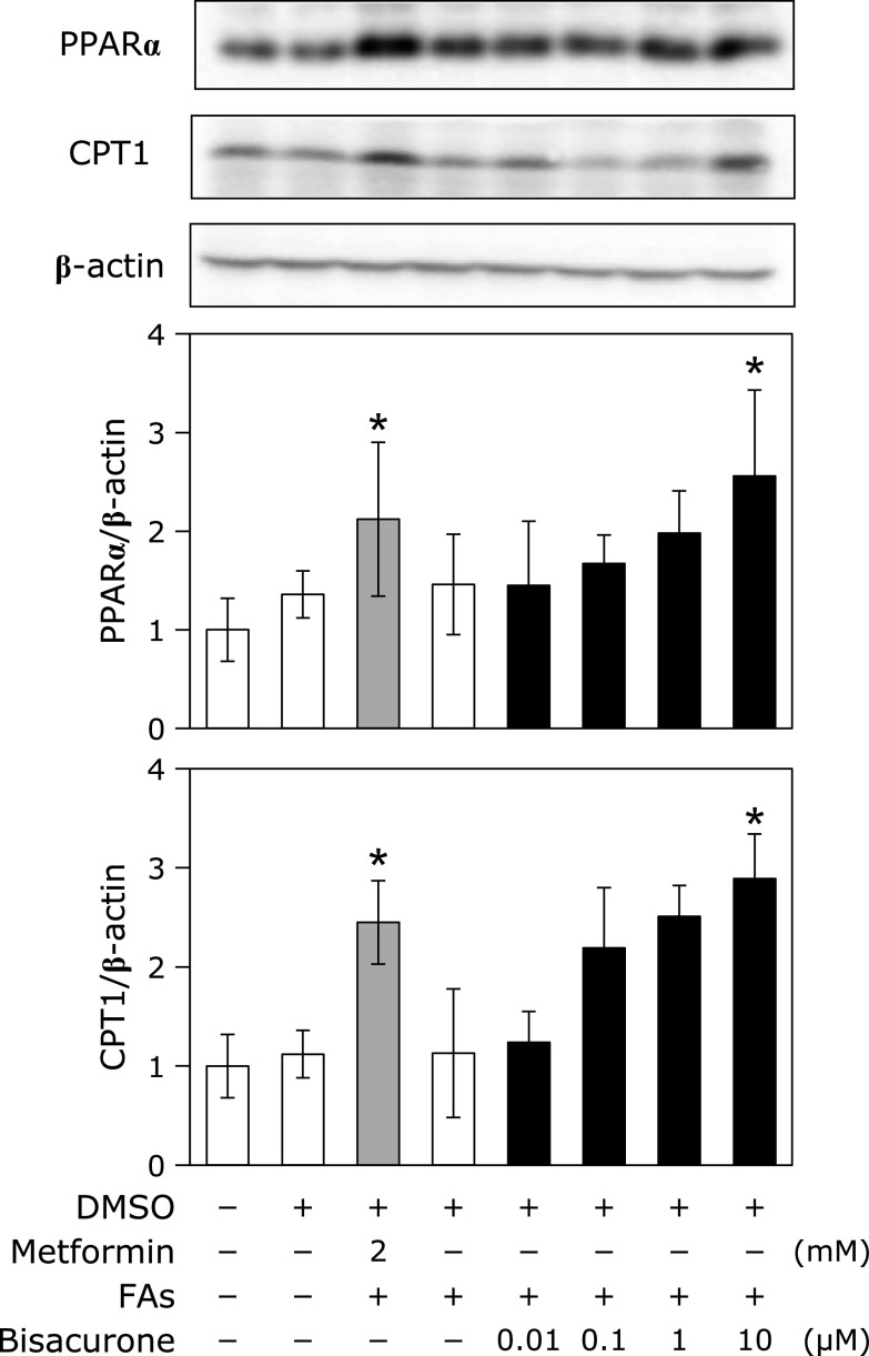 Fig. 5