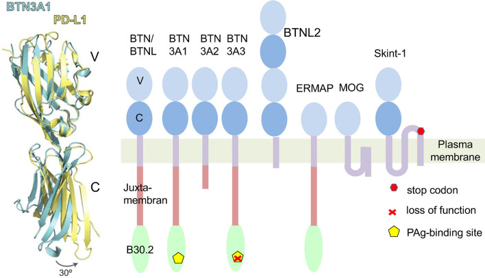 Figure 1