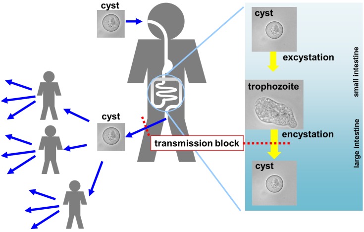 Fig 1