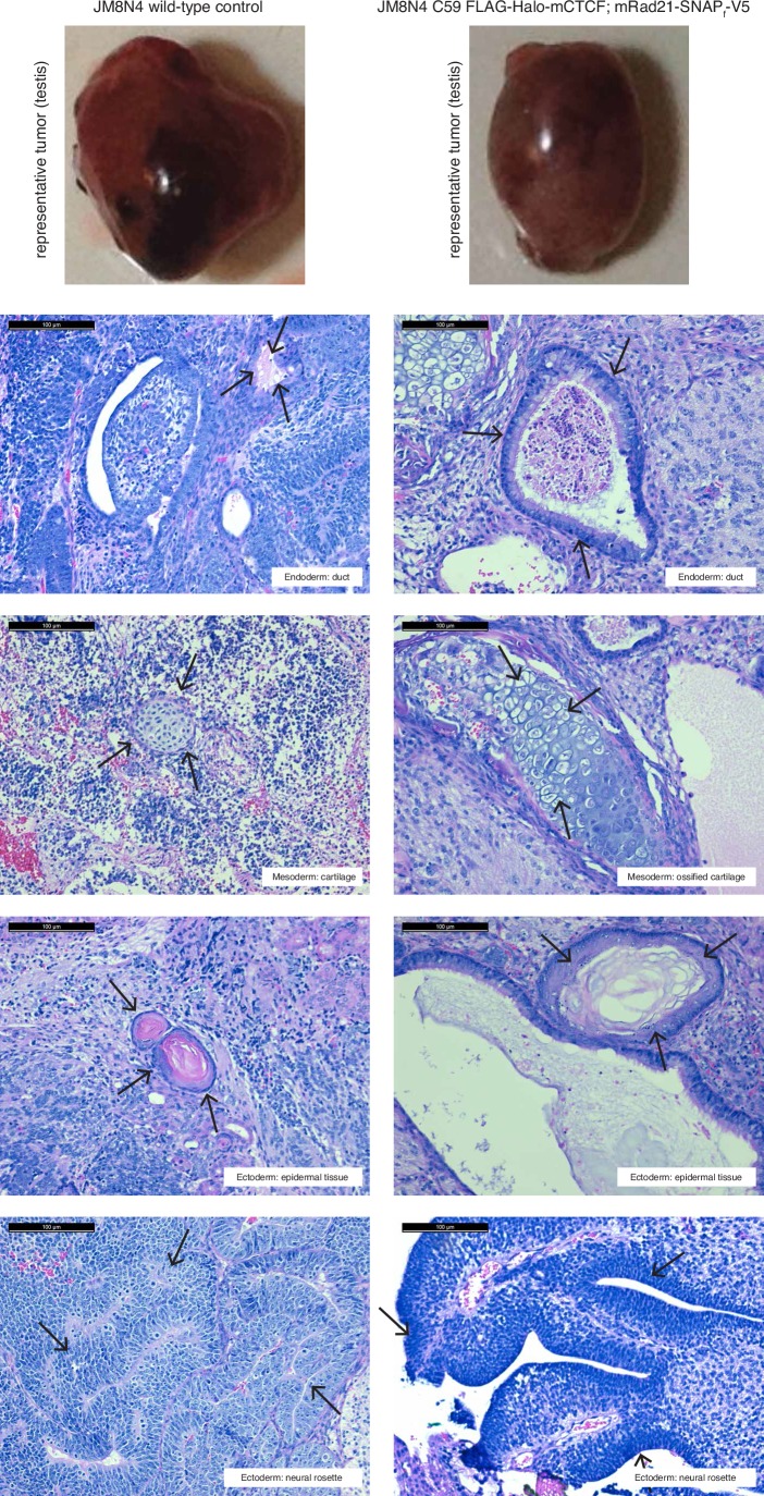 Figure 1—figure supplement 2.