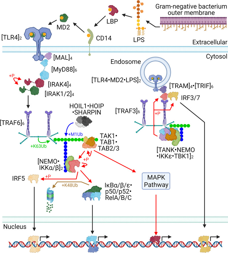 FIG 1