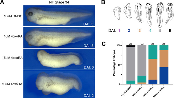 Figure 4: