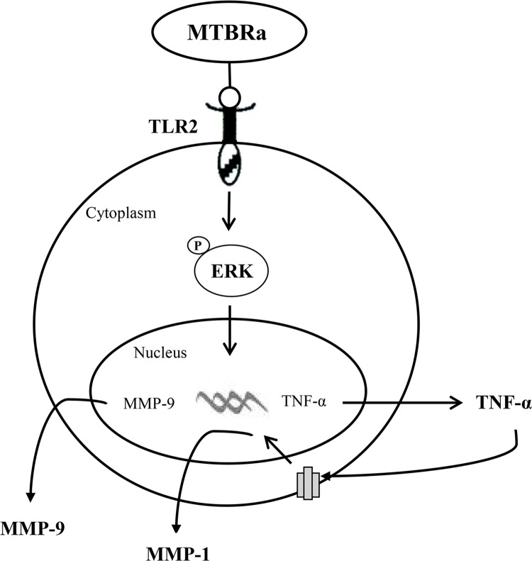 Fig 7