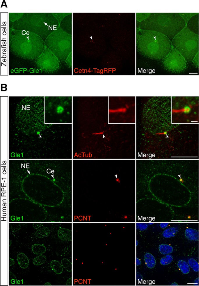 FIGURE 1: