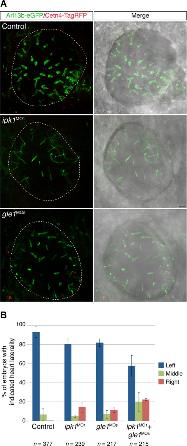 FIGURE 4: