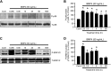 <i>Figure 1.</i>