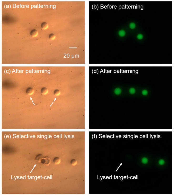 Figure 10