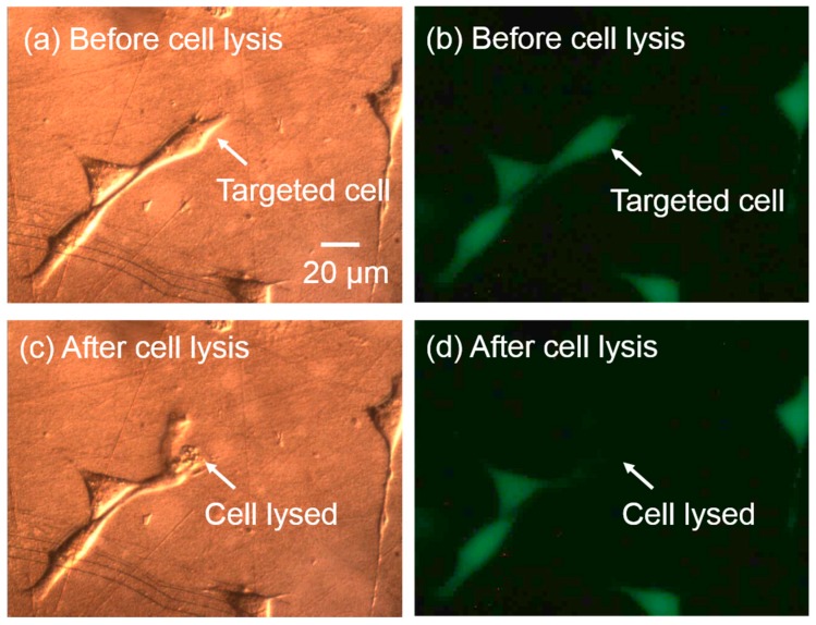 Figure 11