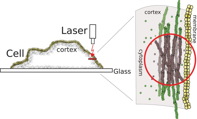 FIGURE 1: