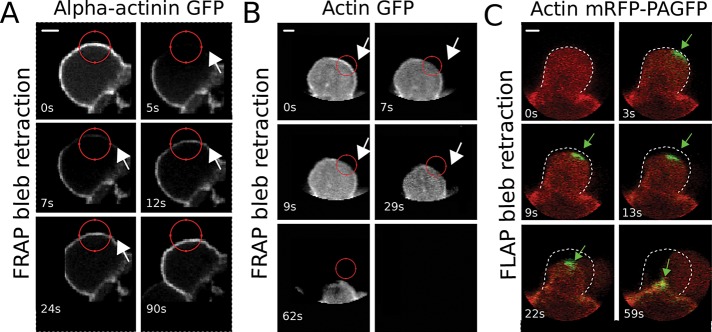 FIGURE 5: