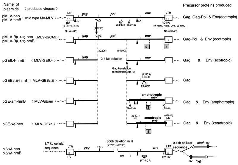 FIG. 1