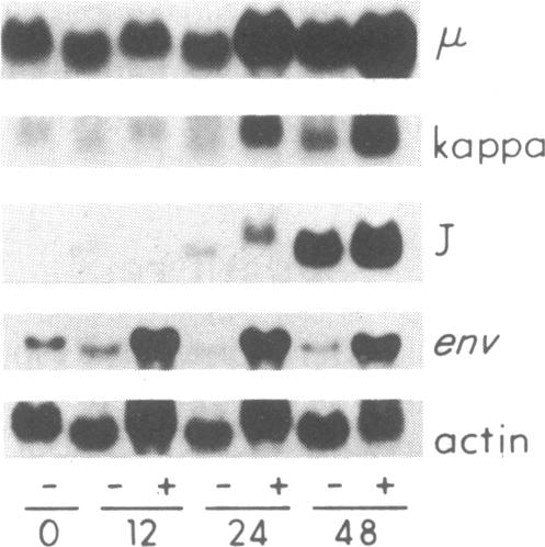 graphic file with name pnas00248-0305-a.jpg