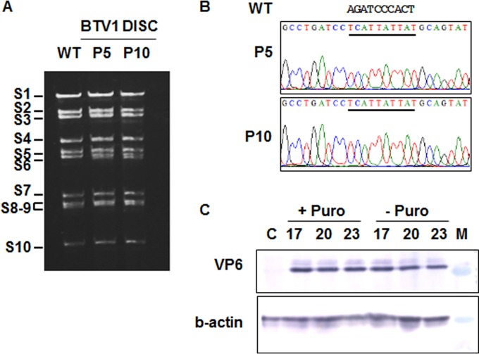 FIG 1