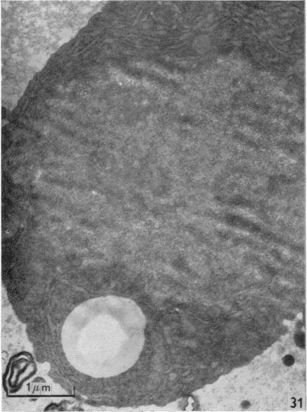 Fig. 31