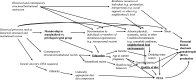 Figure 1 is a directed acyclic graph with seventeen nodes. Going from left to right: Historical processes such as historical structural or institutional racism has 3 arrows emanating from it. One arrow leads to membership in marginalized vs. privileged racial group, to discrimination by individuals or members of institutions or organizations (for example, interpersonal racism), to adverse physical, economic, social, or other contexts or circumstances (for example, comorbid conditions, neighborhood food environments), to stress and to placental human chorionic gonodotropin (hCG). On this same path, there is an arrow out of neighborhood food environments to quality of diet to PFAS and placental hCG, and from neighborhood food enviroment to drinking water source, to PFAS, and to placental hCG. A second arrow leads to genetic ancestry (DNA sequence), to ethnicity, to culturally appropriate diet and diet composition, to PFAS and to placental hCG. A third arrow leads to contemporary structural/institutional racism, to education, to age at current pregnancy, to gravidity/parity, and to placental hCG. Another arrow out of education leads to income, to drinking water source, to PFAS, and to placental hCG. Another arrrow out of contemporary structural/institutional racism leads to internalized racism, to health/sexual behaviors, to gravidity/parity, and to placental hCG. There is another starting node, historical and contemporary structural/institutional racism with 3 arrows emanating from it. One leads to discrimination by individuals or members of institutions/organization (see above), one leads to adverse physical, economic, social, or other contexts/circumstances. The third arrow leads to resilience resources at individual (e.g., spiritual), interpersonal (e.g., social), or other levels (e.g., neighborhood) to stress and to placental hCG.
