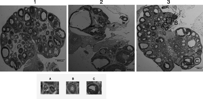 Fig. 3