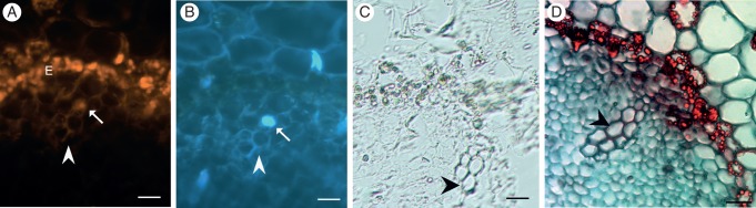 Fig. 7.