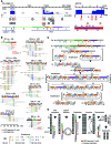 Figure 5. Intratumoral heterogeneity and clonal evolution are observed in LR-seq reads at MYC in GUMC-395 cells. A, Depths of sequencing coverage, estimated copy number, and breakpoints at HPV integration sites at (left to right) Chr. 8q24.21 (MYC and PVT1 genes) and in HPV16, as indicated (see the legend of Fig. 2A and Supplementary Tables S4.1 and S4.2 for more details). B, ONT reads of length ≥20 kb are shown as (top) block diagrams or (bottom) breakpoint plots. Structural variant groups D1–D9 are defined by the breakpoint patterns per breakpoint IDs specified below block diagrams. Red blocks, HPV genome; vertical black lines, HPV reference coordinate 0; colored blocks, host genome segment as indicated in A. Breakpoint plots within groups display further heterogeneity characteristic of heterocateny. Red lines, HPV genome; vertical red ticks, HPV reference coordinate 0; gray lines, host DNA segments; colored dots, numbers, inset key, breakpoints. Numbers in parentheses, counts of reads in group, from which representative reads were selected for presentation. C, Schematic depicts the potential evolution of structural variant groups in B from a common molecular ancestor. Black X, site of potential homologous recombination; brackets, hypothetical intermediate structures; gray, deletions; green, insertions; tan, ecDNA excisions; dashed lines, circularized segments; circular arrow, amplification; block colors, segments defined in A. D, Schematic supported by LR-seq reads depicts a stepwise model by which insertion of a virus–host concatemer containing MYC is followed by Chr. 8 duplication, inversion of Chr. 8q, chromosomal translocation between centromeres of Chr. 8 and Chr. 21 resulting in t(8;21)(q24;q11), and duplication of this translocation. White arrowhead, inverse orientation.