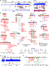 Figure 4. Heterocateny disrupted the EP300 locus and Chr. 4p15 in tumor 2. A, Depths of sequencing coverage, estimated copy number, and HPV insertional breakpoints at (left to right) the EP300 gene locus at Chr. 22q13.2 and in the HPV16 genome as indicated (see legend of Fig. 2, A and Supplementary Tables S3.1 and S3.2 for more details). B, ONT reads of length ≥20 kb shown as (top) block diagrams or (bottom) breakpoint plots. Groups B1–B10 are defined by the breakpoint patterns per breakpoint IDs specified below block diagrams. Red blocks, HPV genome; vertical black lines, HPV reference coordinate 0; white vertical lines, HPV rearrangement; arrowhead, inverse orientation; colored blocks, host genome segment as indicated in A. Breakpoint plots within groups display further heterogeneity characteristic of heterocateny. Red lines, HPV genome; vertical red ticks, HPV reference coordinate 0; gray lines, host DNA segments; colored dots, numbers, inset key, breakpoints. Numbers in parentheses, counts of reads in group, from which representative reads were selected for presentation. C, Depths of sequencing coverage, estimated copy number, and virus–host breakpoints at Chr. 4p15 in tumor 2 as per A. D, Block diagram (top) for a virus–host concatemer in icDNA in Chr. 4 supported by (bottom) representative LR-seq reads ≥20 kb depicted as breakpoint plots. Breakpoint 17 is shared by concatemers at both chromosomal loci.