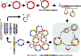 Figure 7. A model of HPV heterocateny development, depicting highly diverse but related genomic rearrangements including CNVs and SVs at HPV integration sites, is derived from multiple lines of evidence. (1) Rolling-circle replication of HPV episomes results in (2) unstable virus genome ecDNA concatemers that (3) acquire structural rearrangements and (4) integrate into chromosomes at sites of double-strand DNA breaks. (5) Dynamic excision of virus with captured host DNA leads to (6) serial rounds of amplification of ecDNA by rolling-circle or RDR and recombination events between host and/or HPV segments in the same cells, driving (7) HPV heterocateny and thus intratumoral heterogeneity and clonal evolution. (8) Insertion of ecDNA by recombination into chromosomes (likely through homology-directed repair) can induce (9) chromosomal inversions (INV) and translocations (TRA). (10) Occasional additional rounds of excision may produce more diverse HPV ecDNAs.