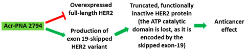 graphic file with name cancers-13-05555-i009.jpg