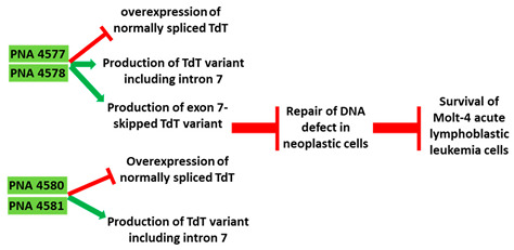 graphic file with name cancers-13-05555-i012.jpg