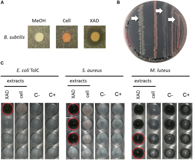 FIGURE 4