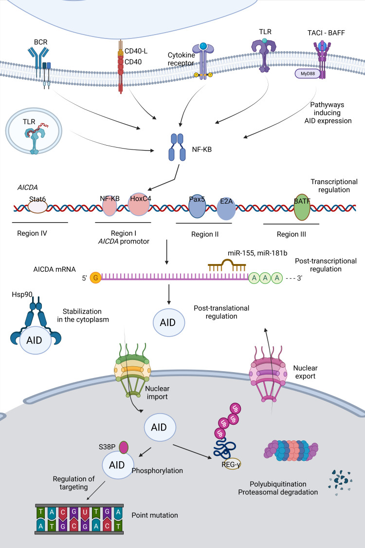 Figure 2