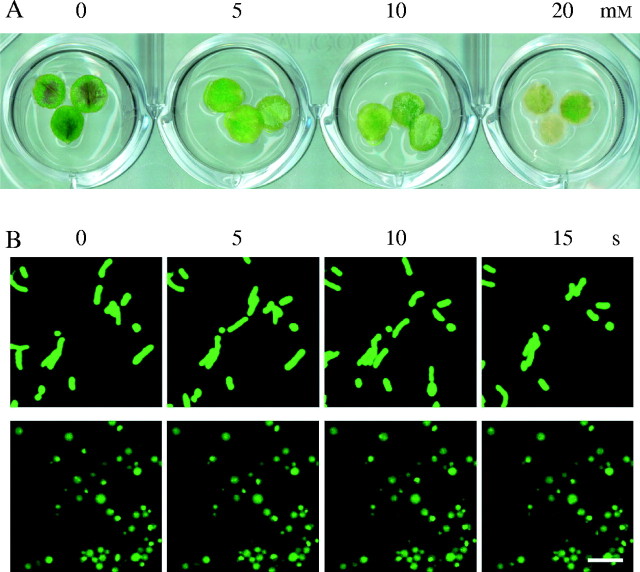 Fig. 4.