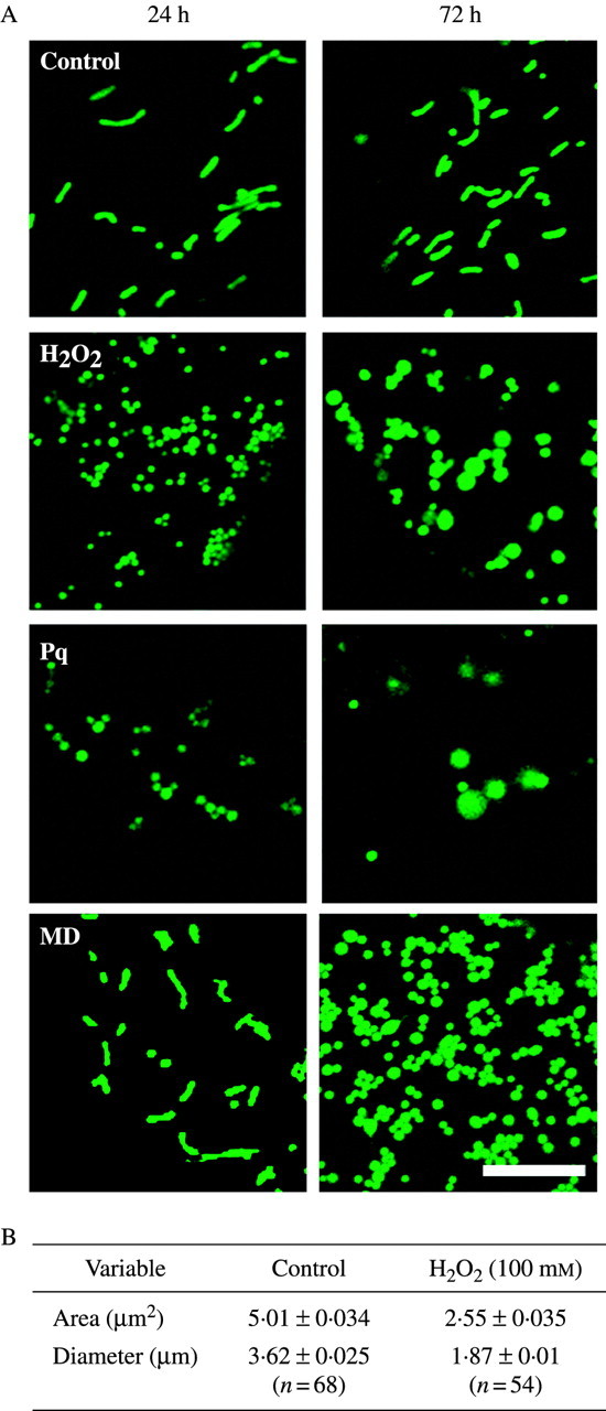 Fig. 2.