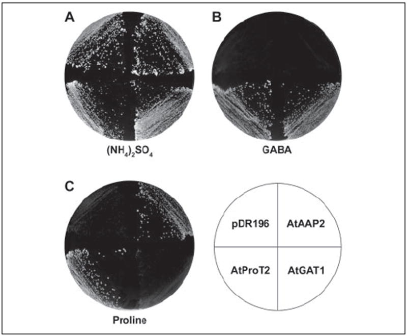 FIGURE 2