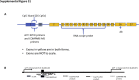 Supplemental Figure S1