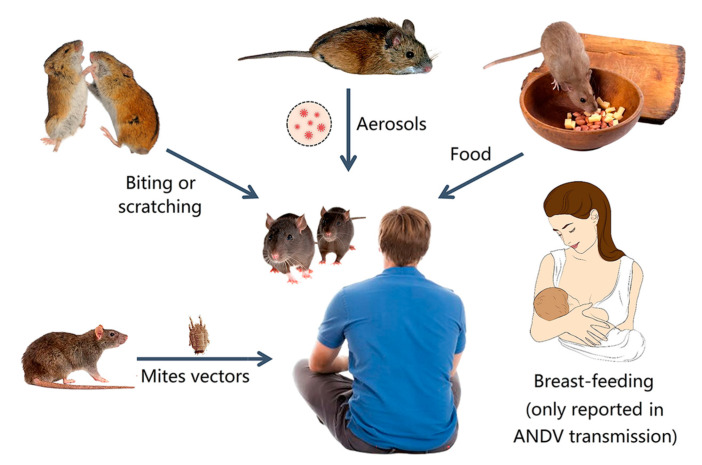 Zoonotic Hantaviridae with Global Public Health Significance - PMC