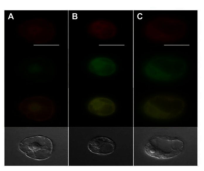 FIGURE 3