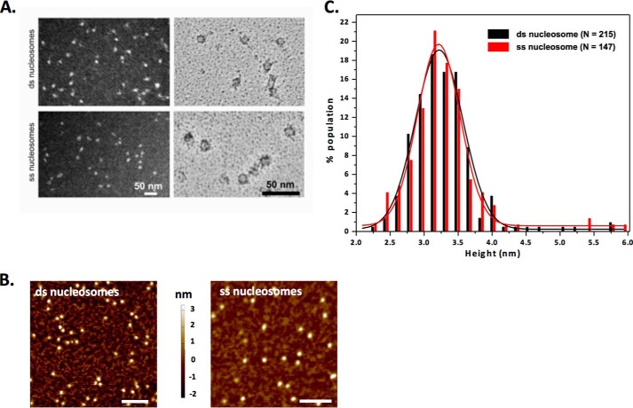 FIGURE 4.